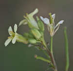 Common dogmustard